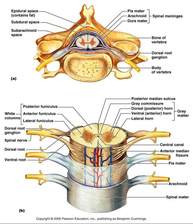 spinal-cord-anatomy